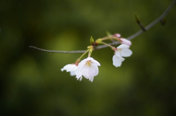 樱花开了