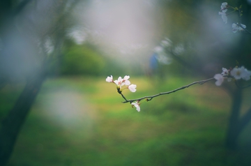 樱花开了