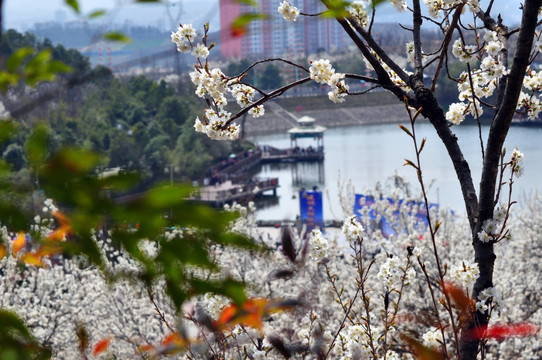 樱桃湖风光