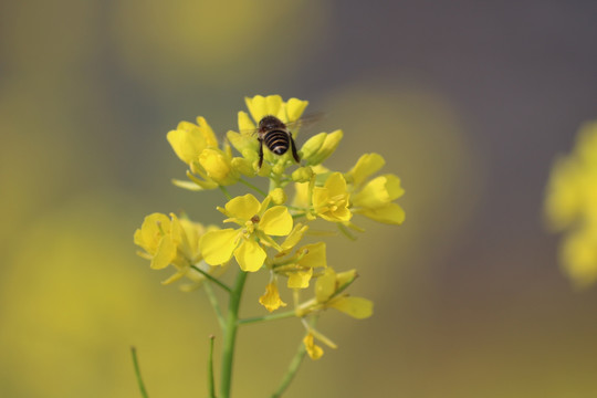 油菜花