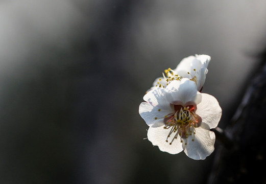 白梅