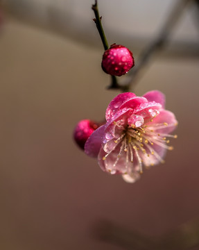 紅梅