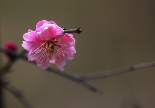 紅梅