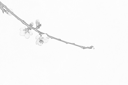 桃花素描