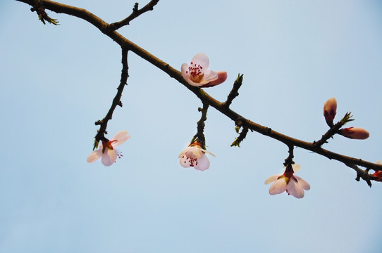 花枝俏