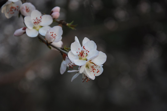 桃花盛开