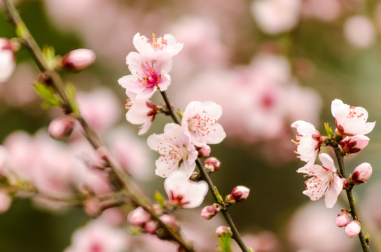 桃花 特写