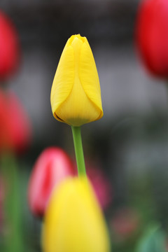 郁金香 花 装饰 春天 开花