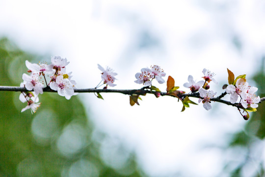 红叶李