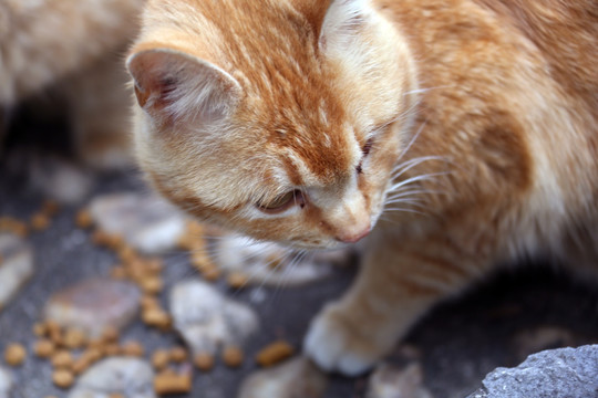 小黄猫吃食