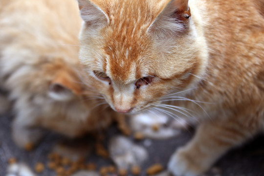 小黄猫吃食 猫 流浪猫