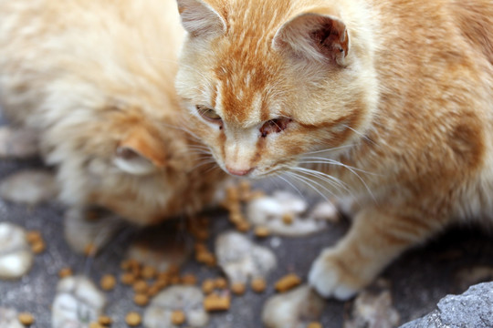 小黄猫吃食 猫 流浪猫