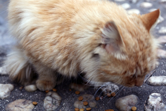 小黄猫吃食