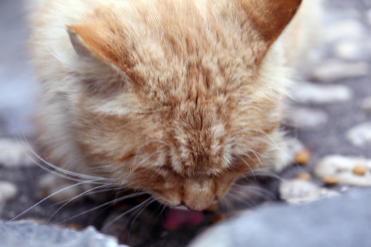 小黄猫吃食 流浪猫 桂林公园