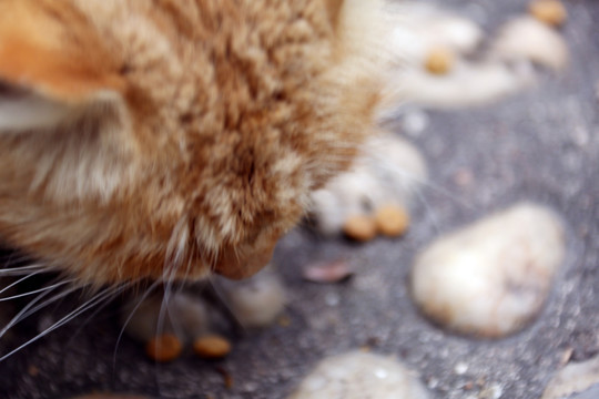 小黄猫吃食