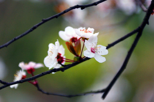 李花 花 春天 桂林公园