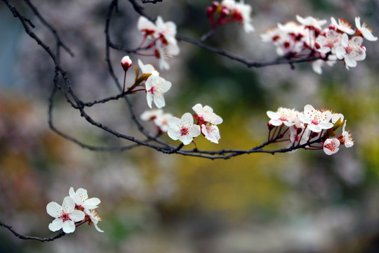 李花 花 春天 桂林公园 浦西