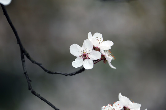 李花 花 春天 桂林公园 浦西