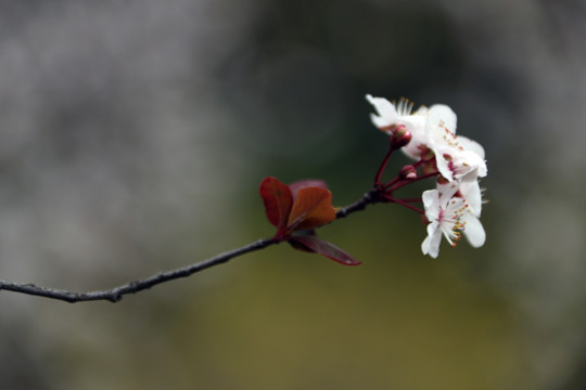 李花