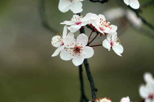 李花 花 春天 桂林公园 浦西