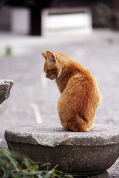 蹲座着的流浪猫