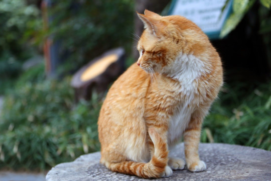 流浪猫 猫 公园 桂林公园