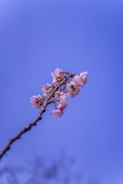 白色樱花 樱花盛开 浪漫樱花