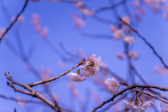 白色樱花 樱花盛开 浪漫樱花