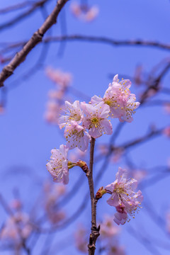 白色樱花 樱花盛开 浪漫樱花