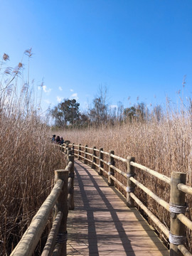 芦苇荡湿地公园