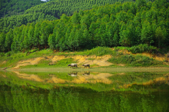 山林 樹林 森林