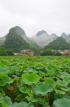 乡村美景