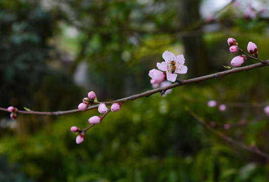 桃花和蜜蜂