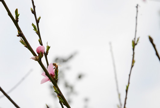 桃花和蜜蜂