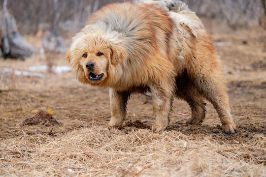 藏獒狗