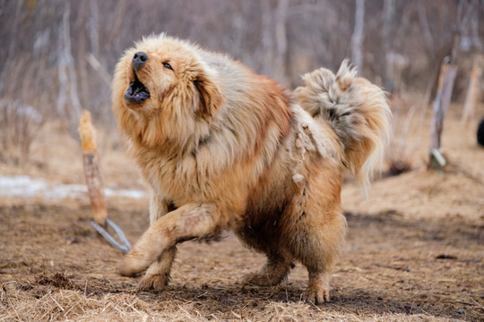 藏獒狗