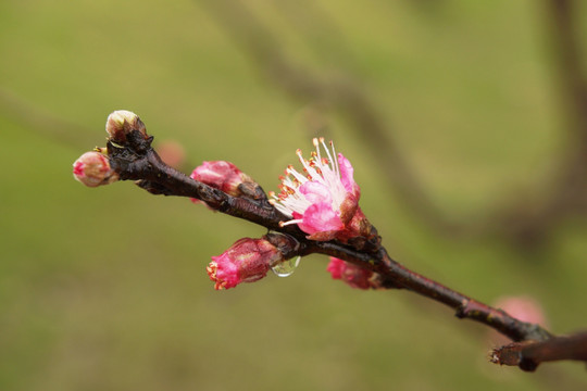 花蕊