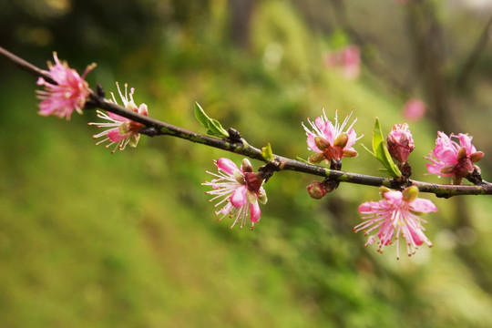 花蕊