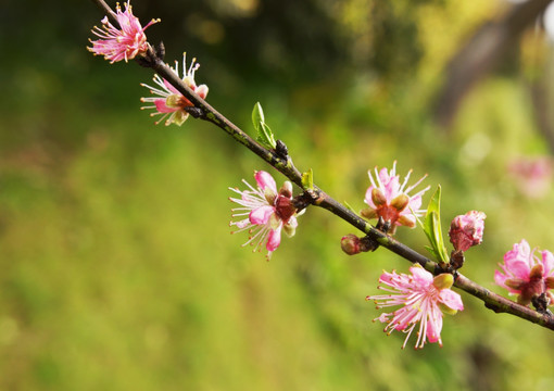 花卉