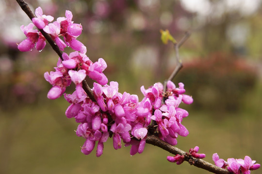 小红花