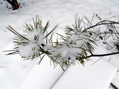 松枝雪