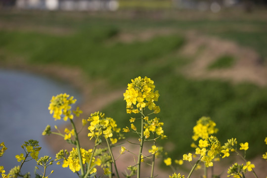 河岸油菜花