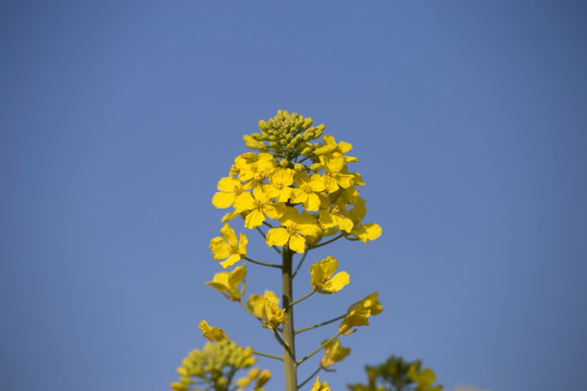 蓝天下油菜花