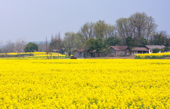 乡村风光 油菜花