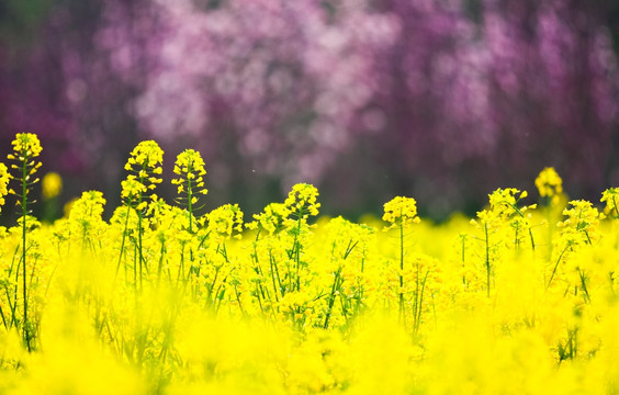 油菜花 玉兰花