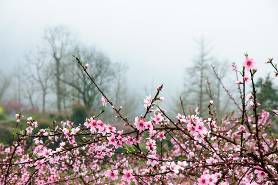 桃花春色