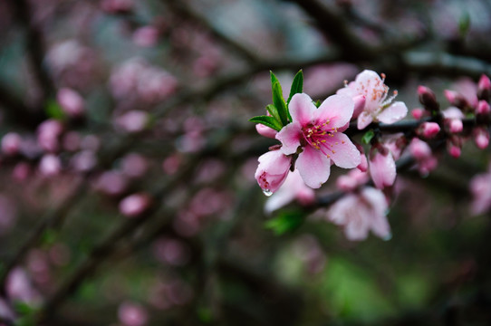 桃花春色