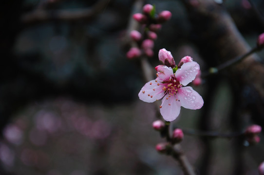 桃花春色