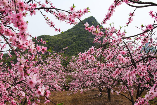 桃花春色