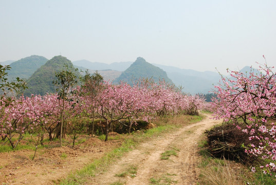 桃花春色